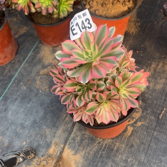 143女巫法师不包断枝