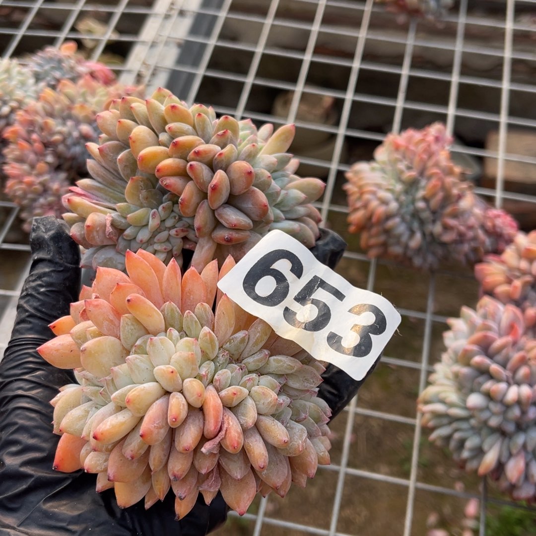 653高14447888699999