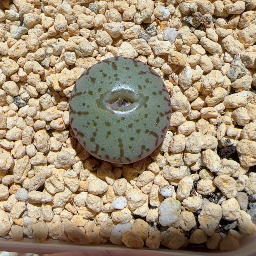 肉锥多肉植物百科-荷叶安贞890