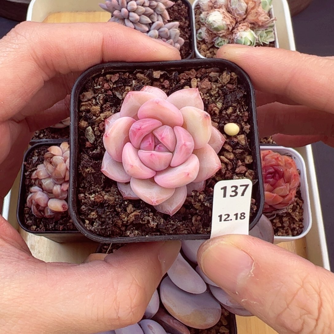 好好看137、哈哈哈哈