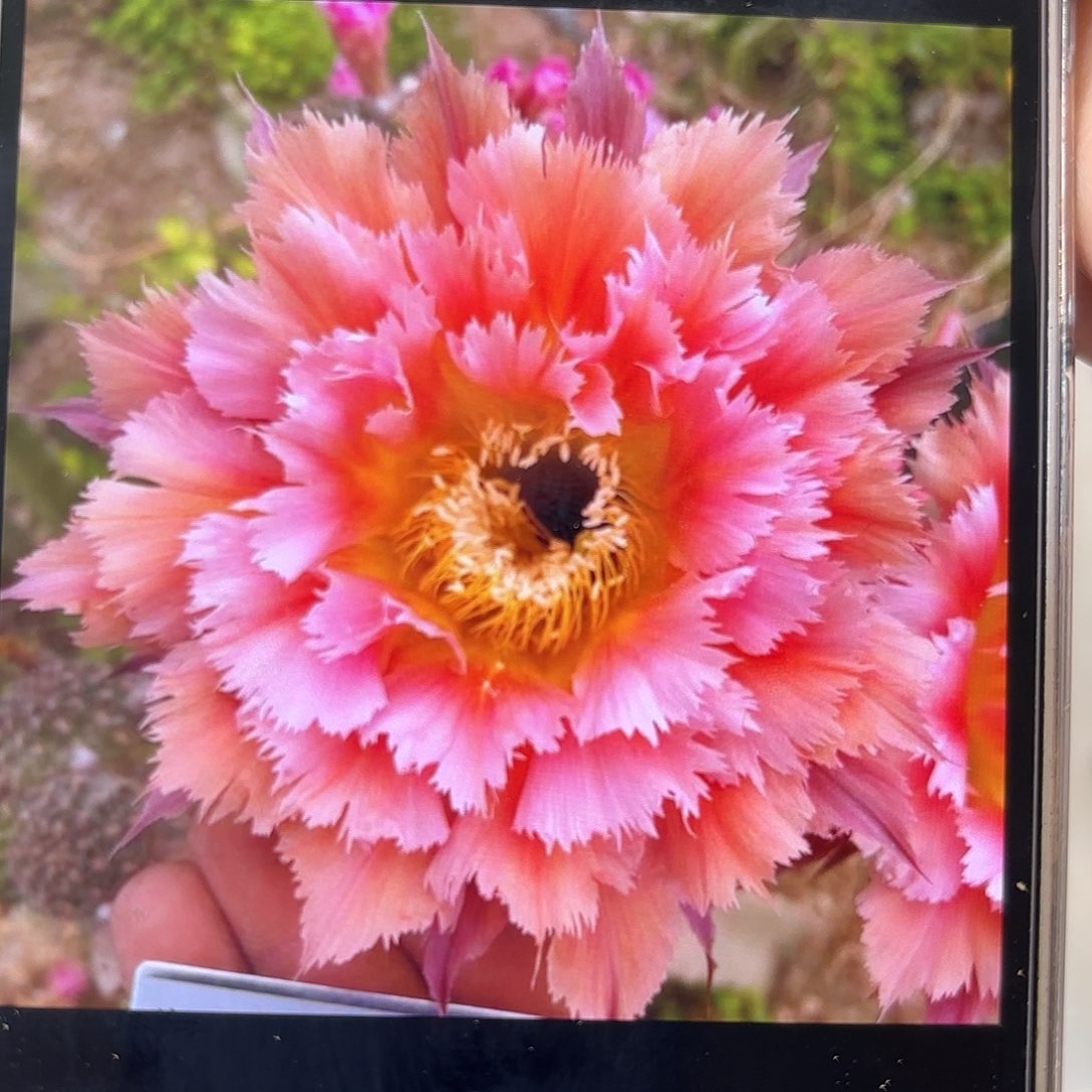 彩草羽毛1号4.5公分侧牙