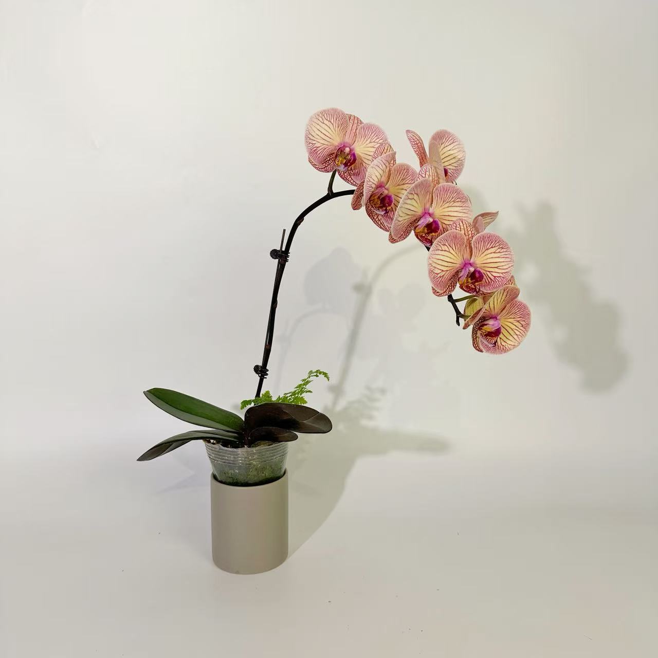 【童话】蝴蝶兰花卉绿植美观趣味客厅家里简易办公室养护蝴蝶兰兰花