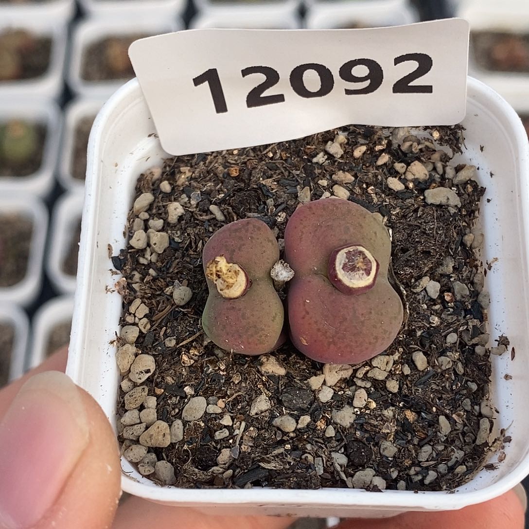 一**?12092-杂交。      