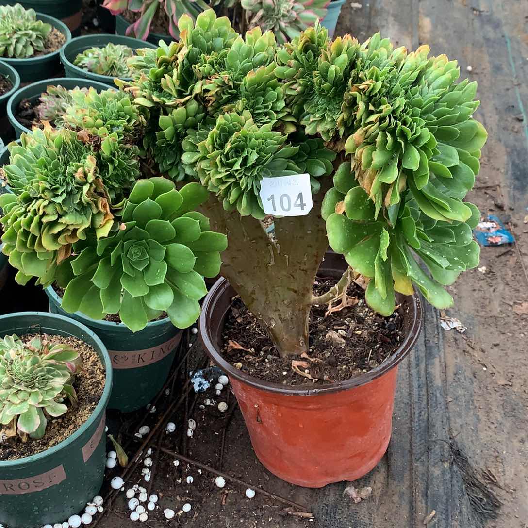 红陶104路羊绒缀化的