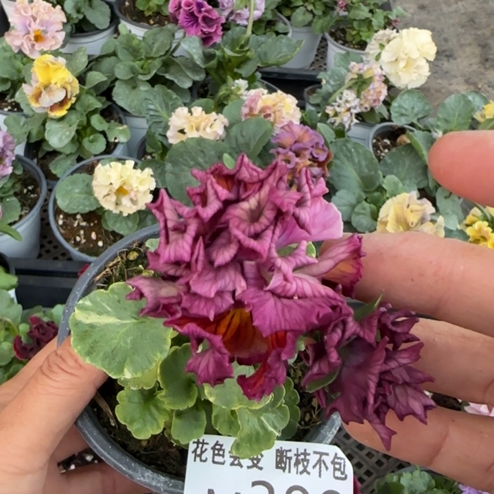 花***²无花朵M388角堇小苗一物一拍默认苗晃