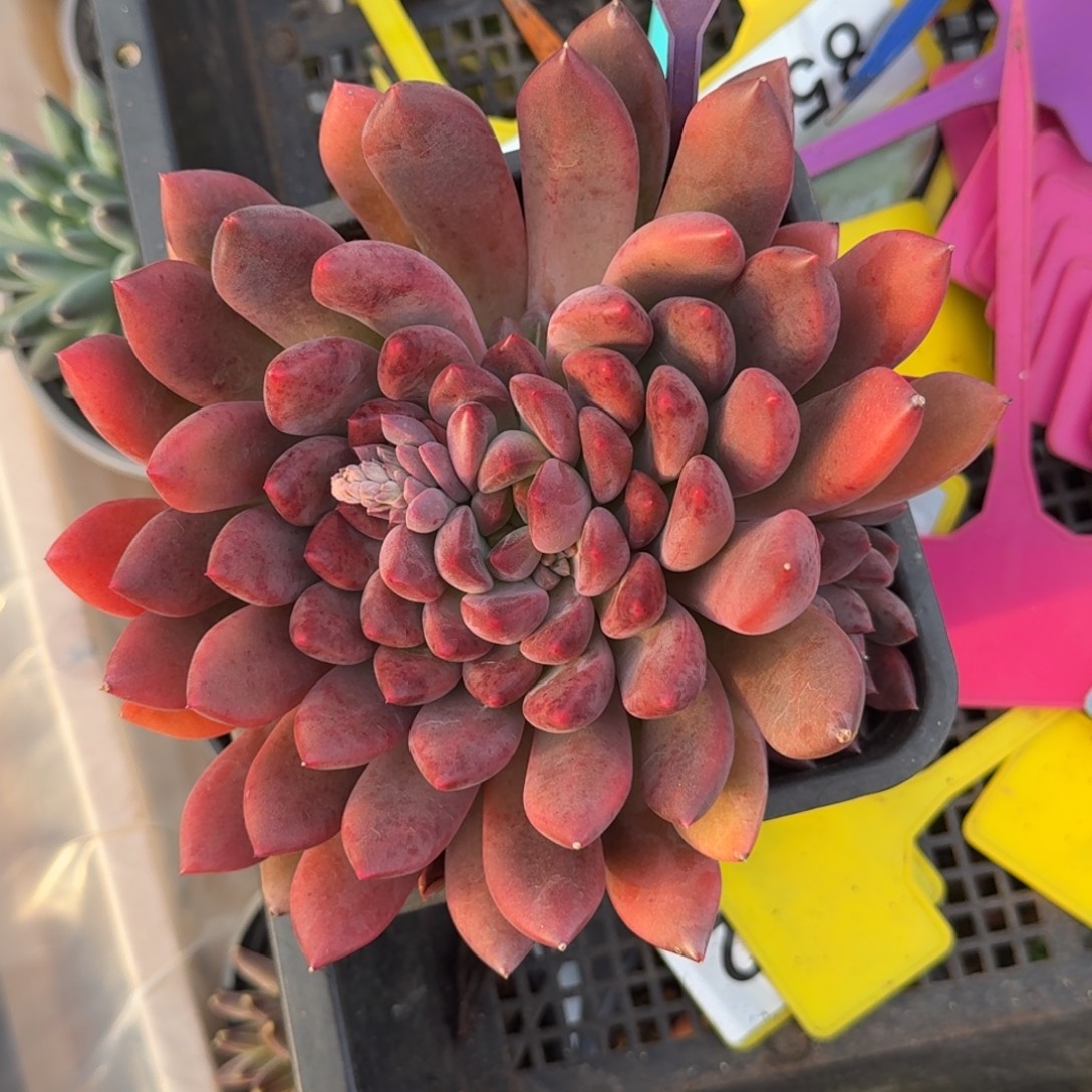 多肉植物冰系公主835