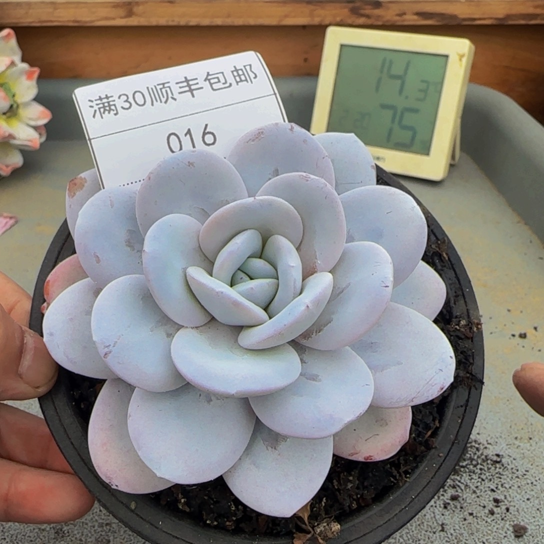016雪莲多肉单头10cm