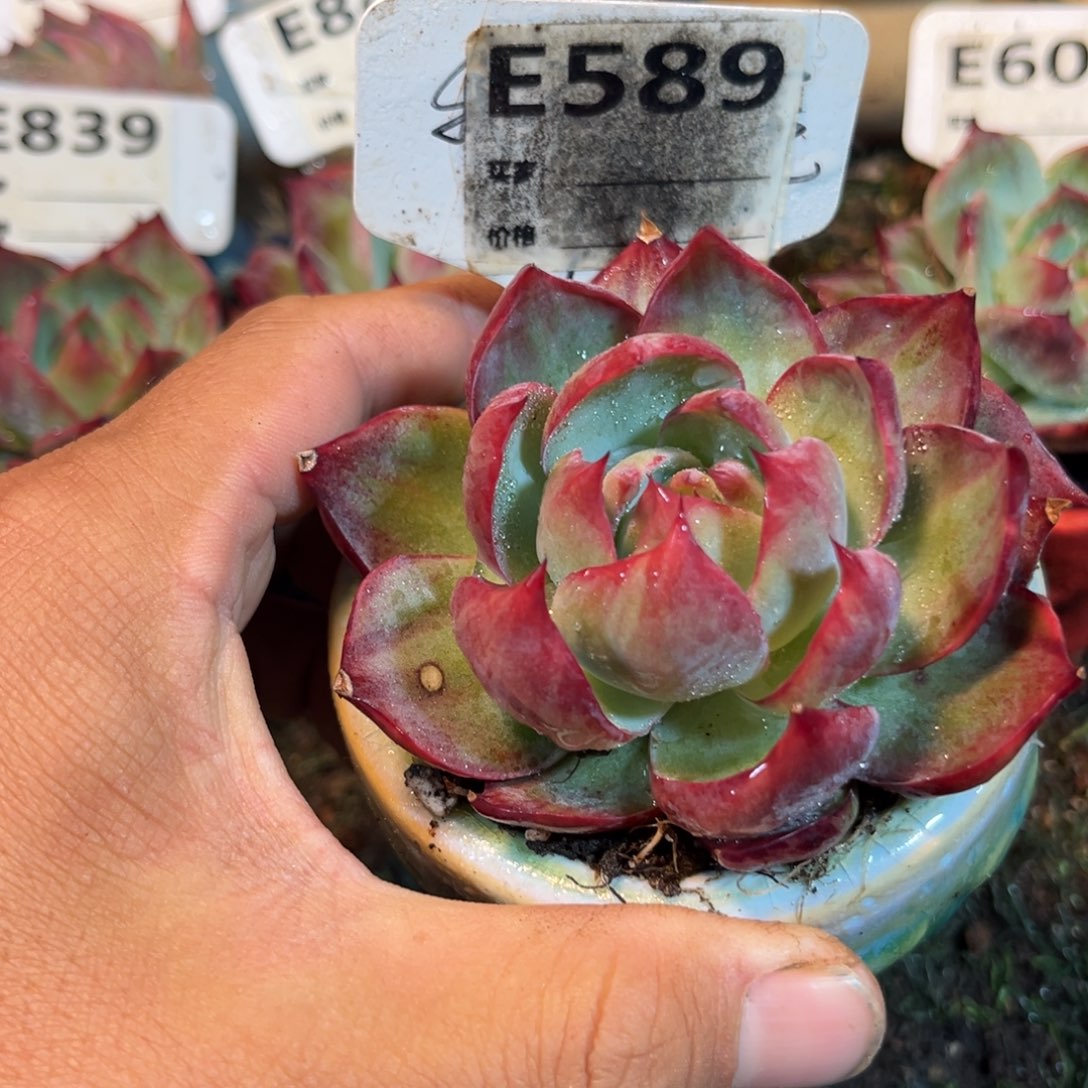 惊鸿一瞥589号多肉