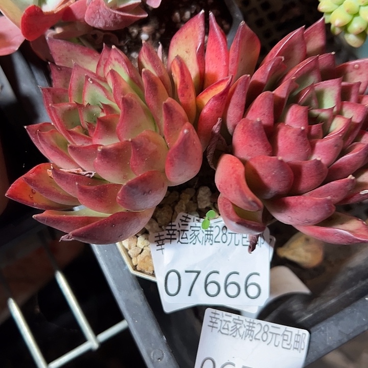 幸运的是我还没遇到过这样