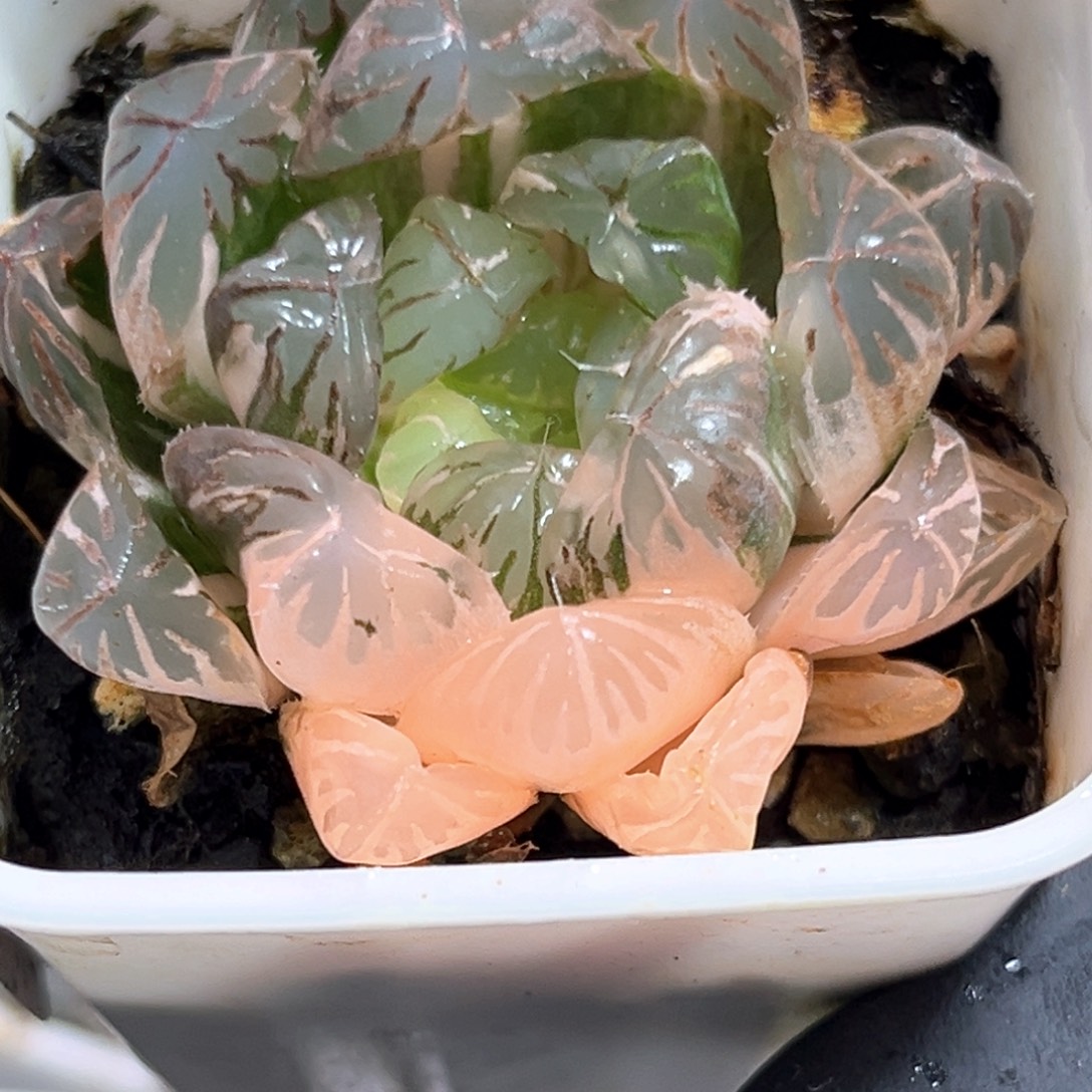 恭喜发财大吉大利554