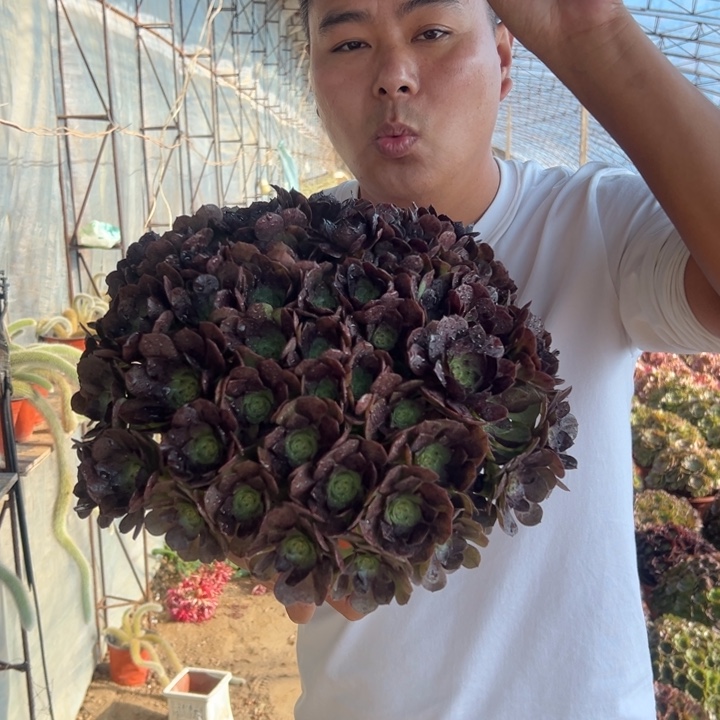 28.8万圣节绣球一颗