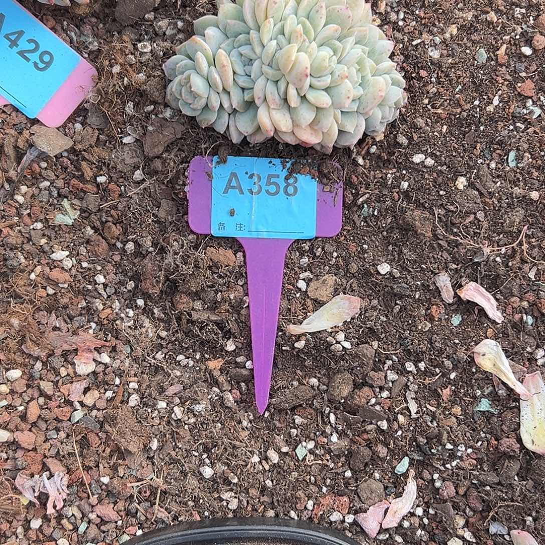 *****多肉植物一物一拍