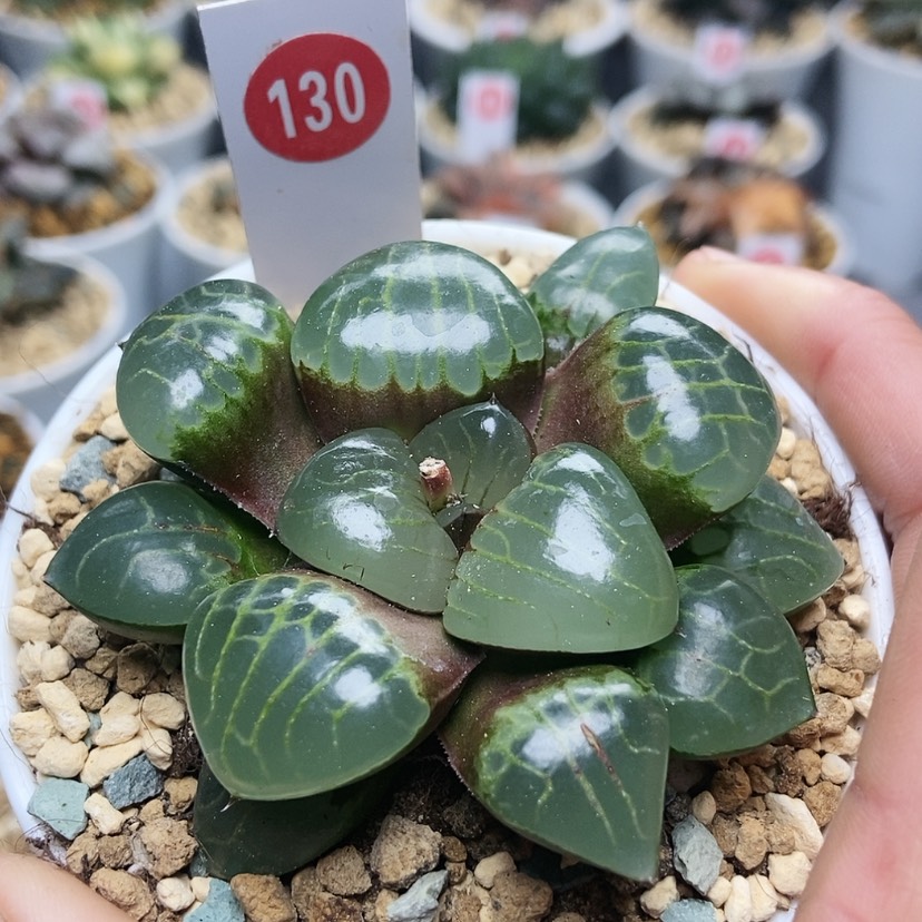 【闪购商品】130冰魄女王