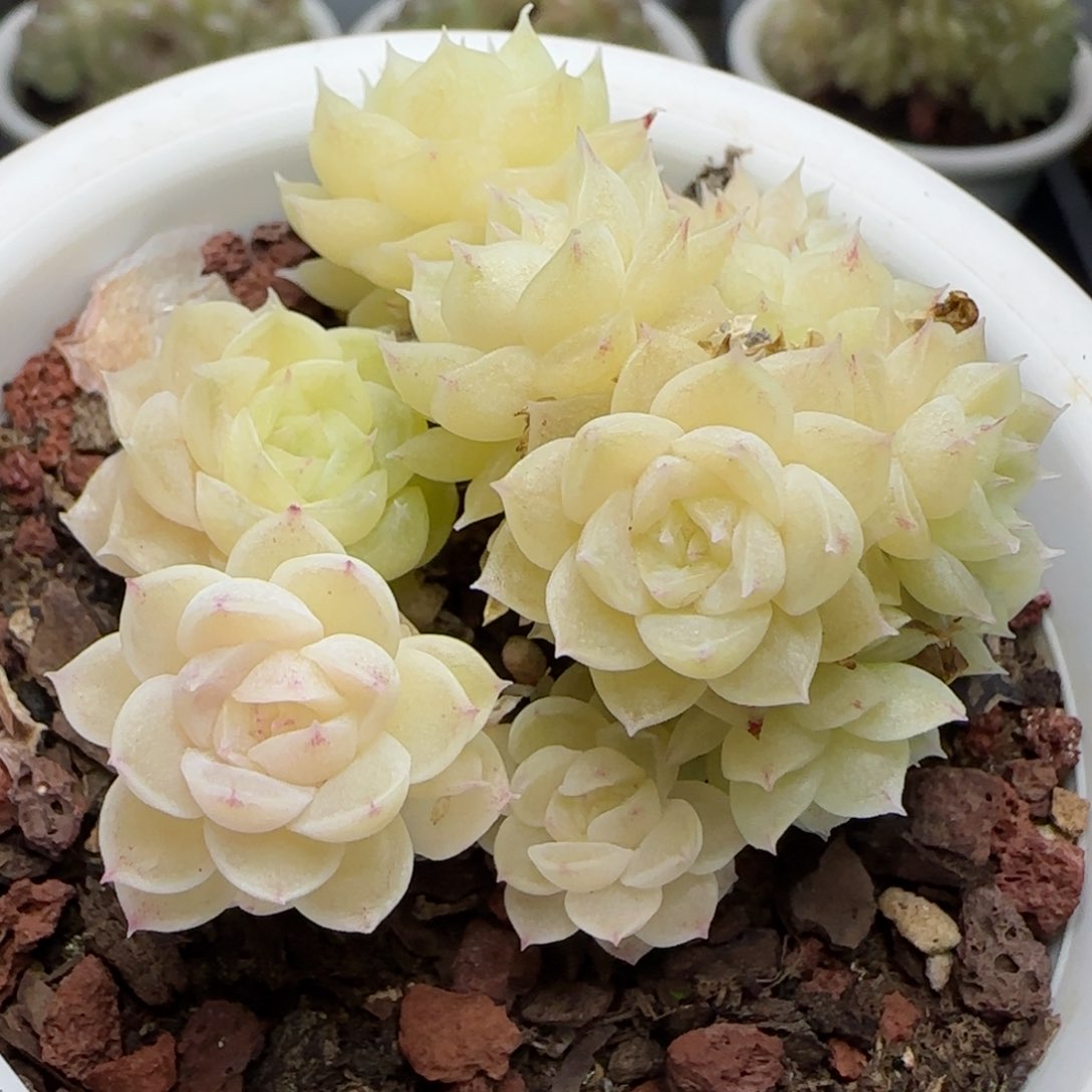 0114-206麦秆散群