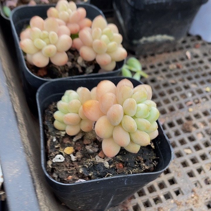 奶香7.8带盆土发货
