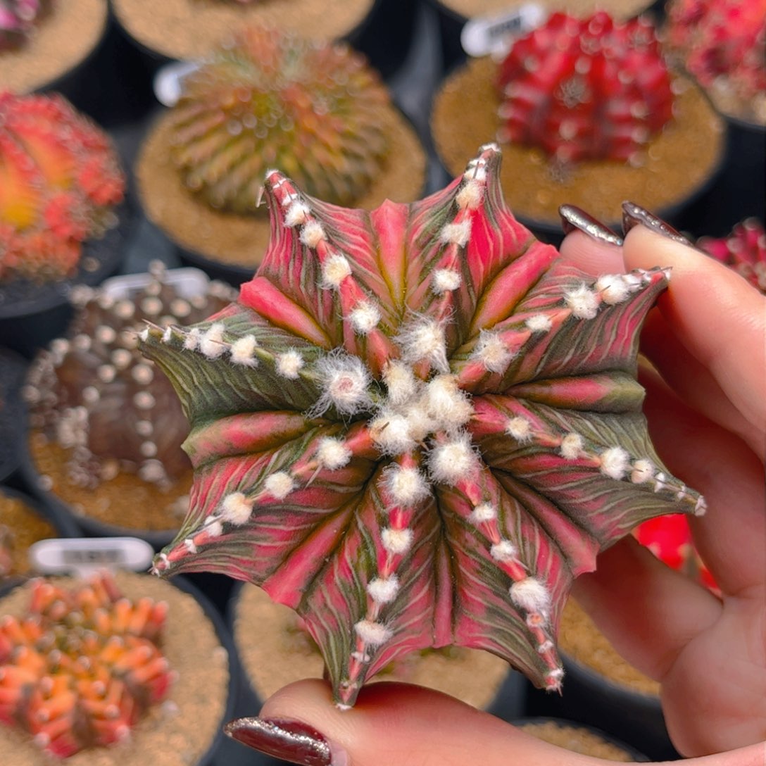 大腹隆肋骨锦 米哈仙人球