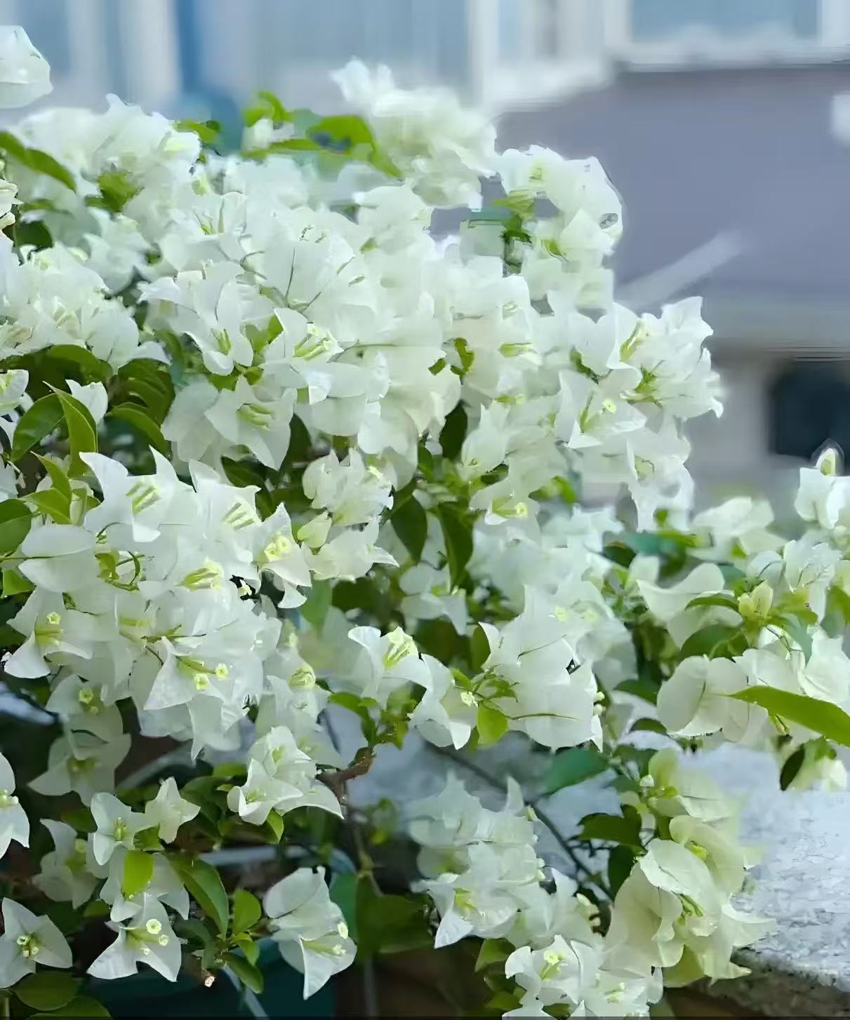 三角梅盆栽花卉四季勤花（一物一拍）运输途中会落花落叶介意勿拍