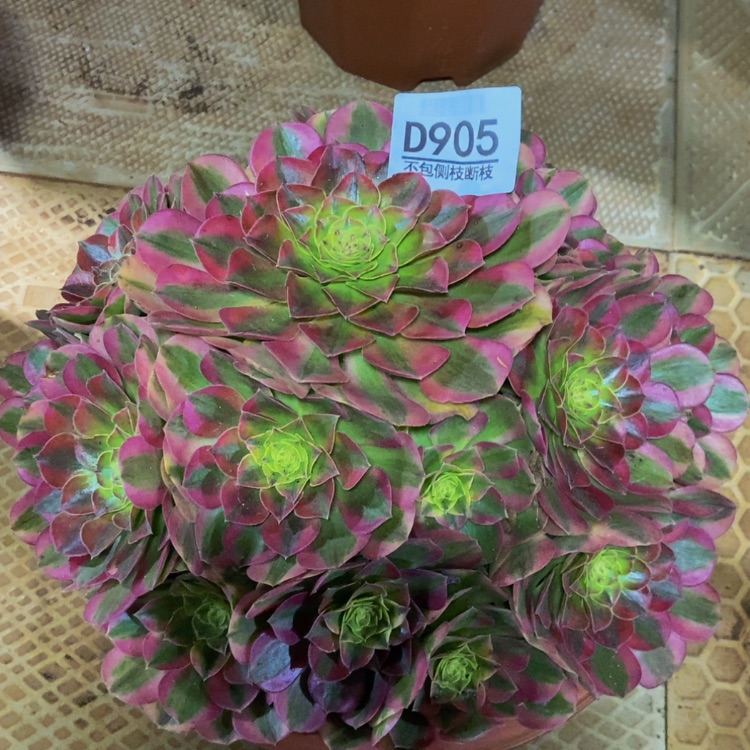 【闪购商品】905雨荷多肉