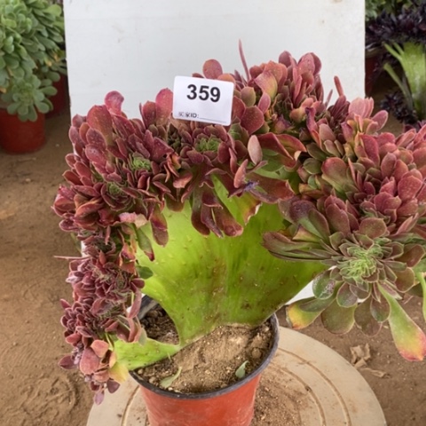 玫瑰缀化一物一拍