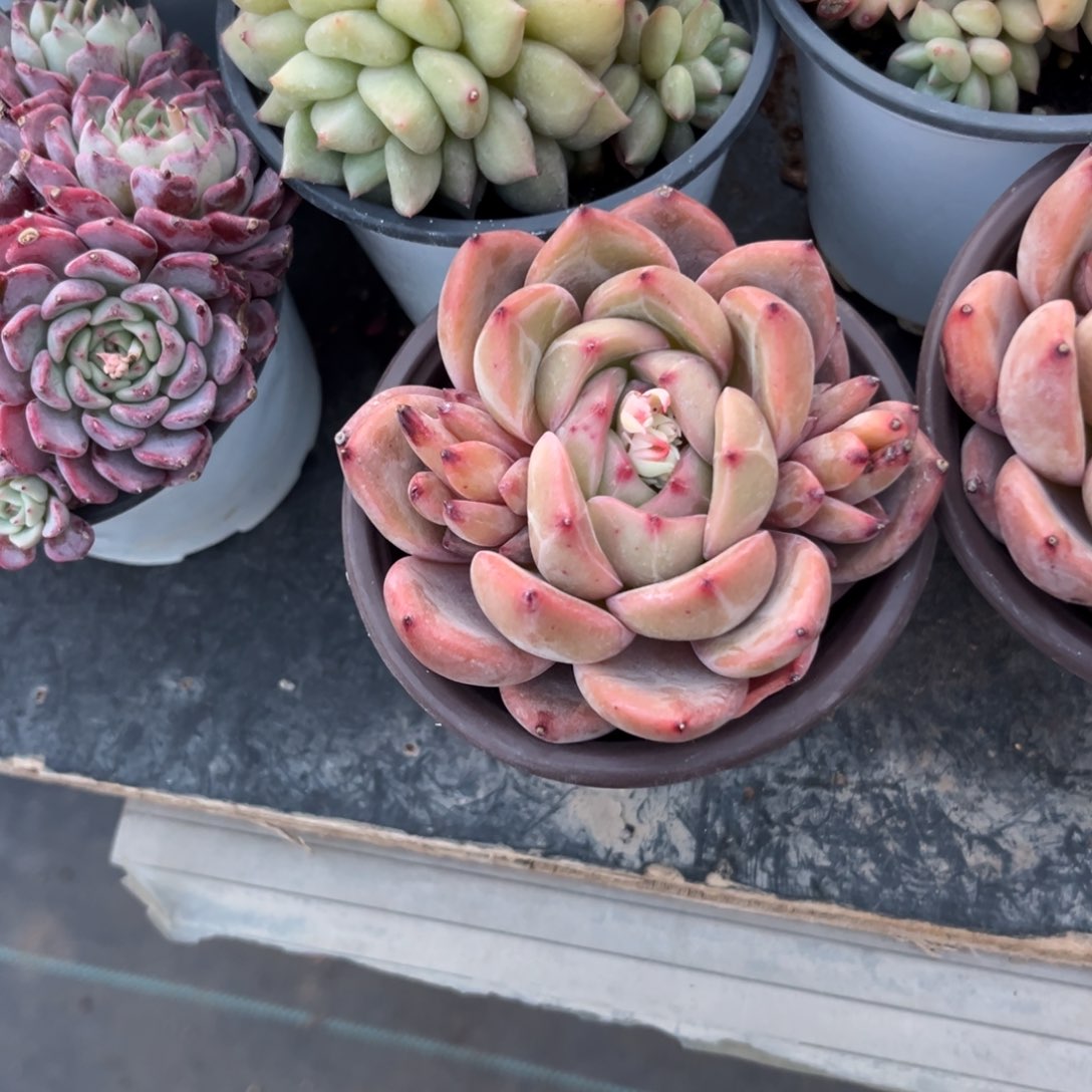 皮***多肉植物的生长发育与生长