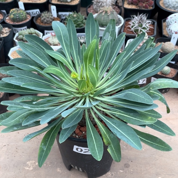 029超大铁甲丸菠萝