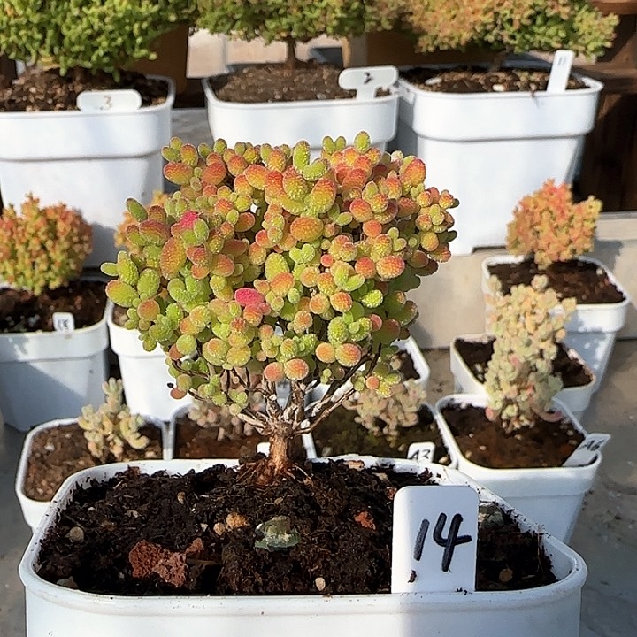 蜜橘糖球枝干番杏