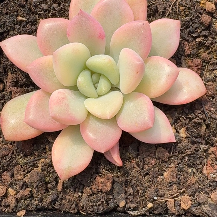 花斑鹿锦一物一拍