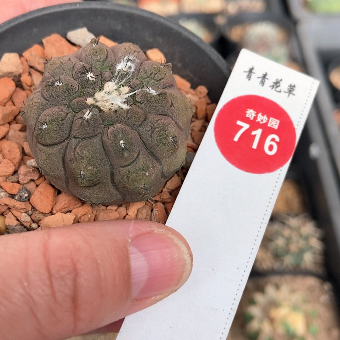 实生蜥蜴皮3.8cm