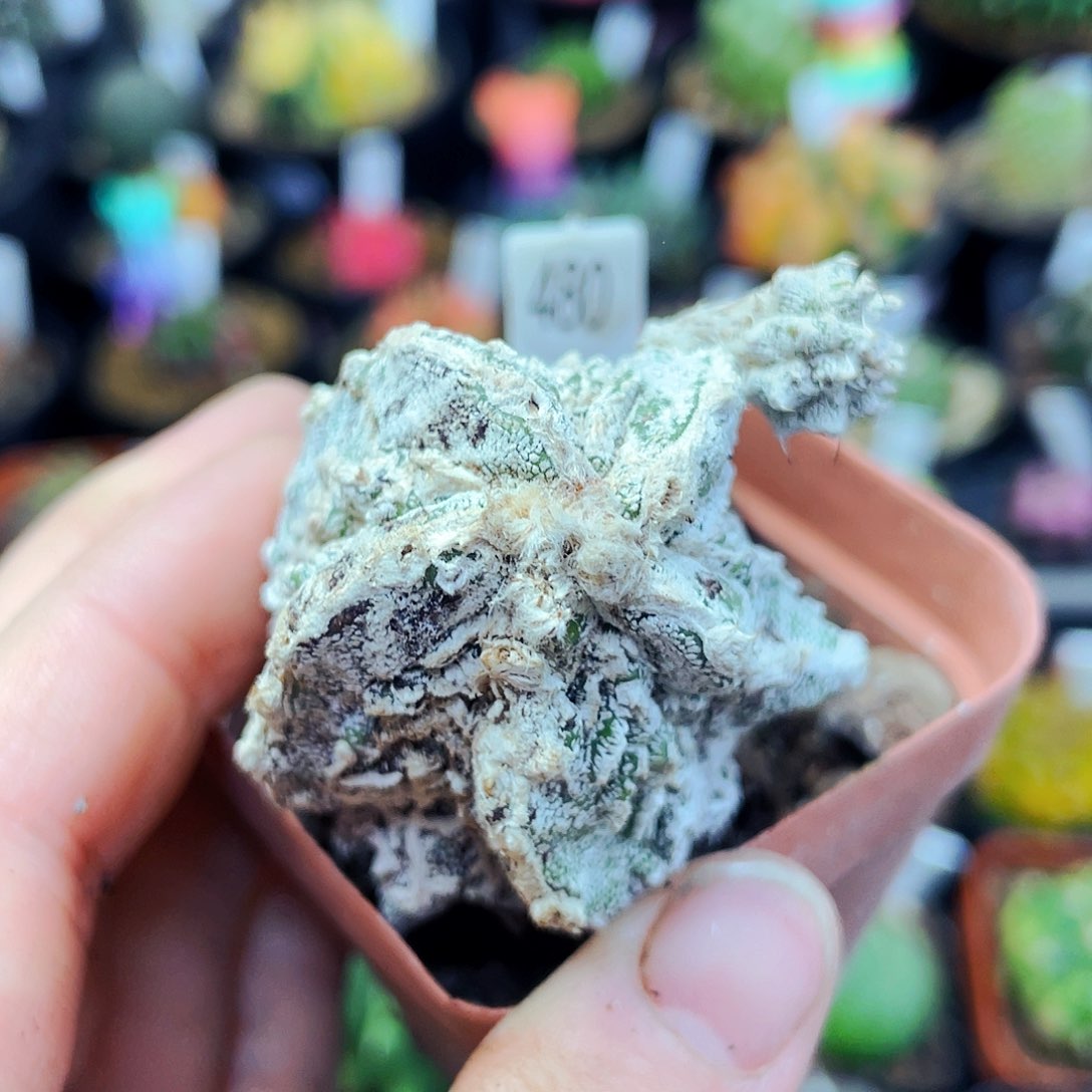 非偏远地区满25包邮仙人球