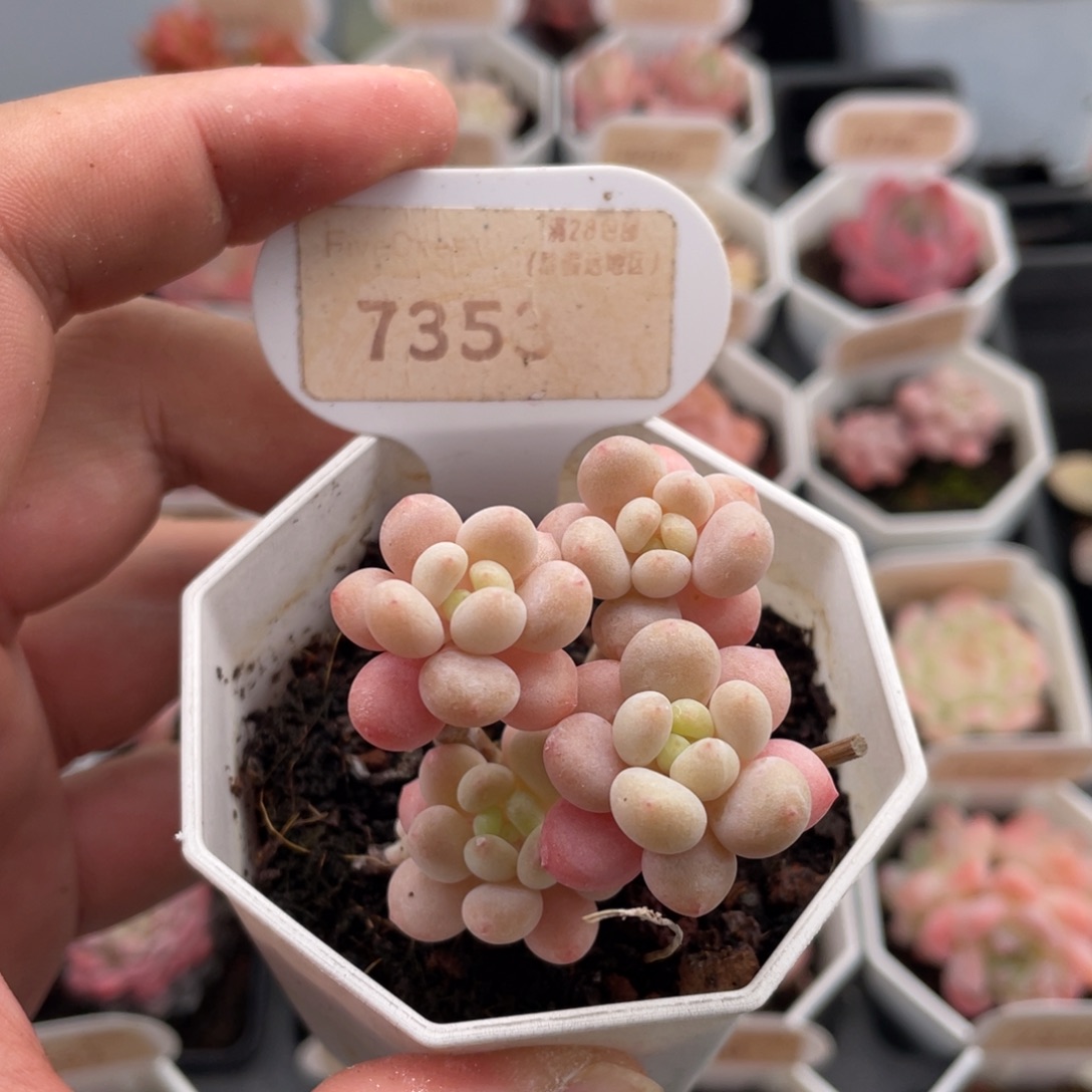 鱼子酱7353-4.5厘米