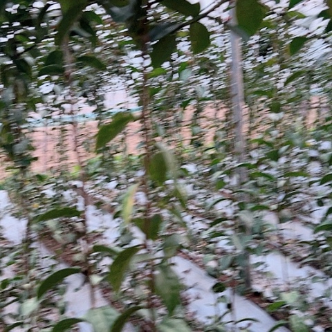 3个无根分枝叶仙