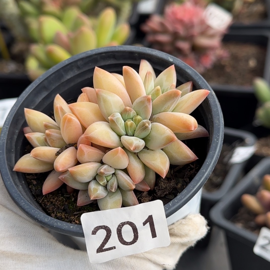 201号一物一拍一物一拍