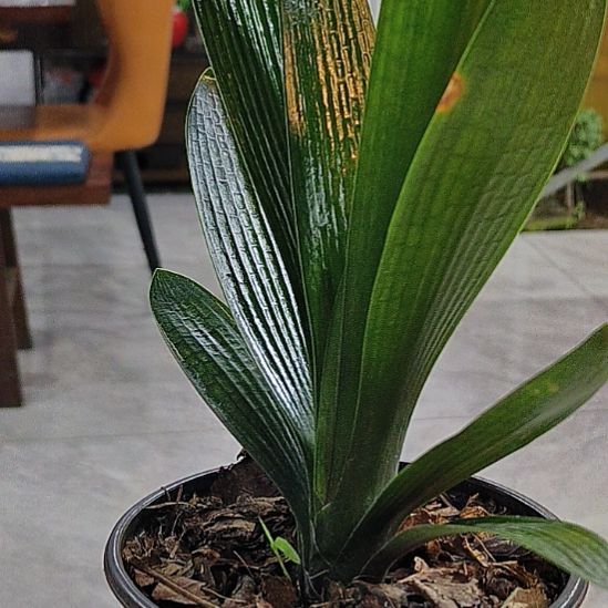 完全开放尘歌壶斤斤计较砍砍价