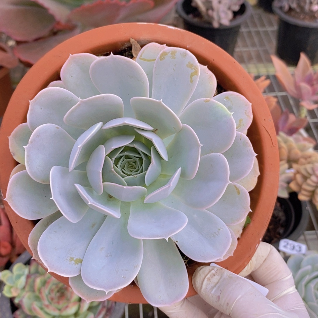 296圣卡洛斯一物一拍