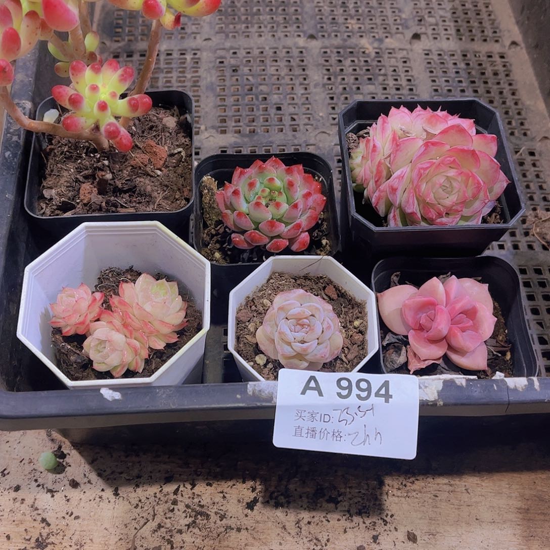 多肉994多肉植物