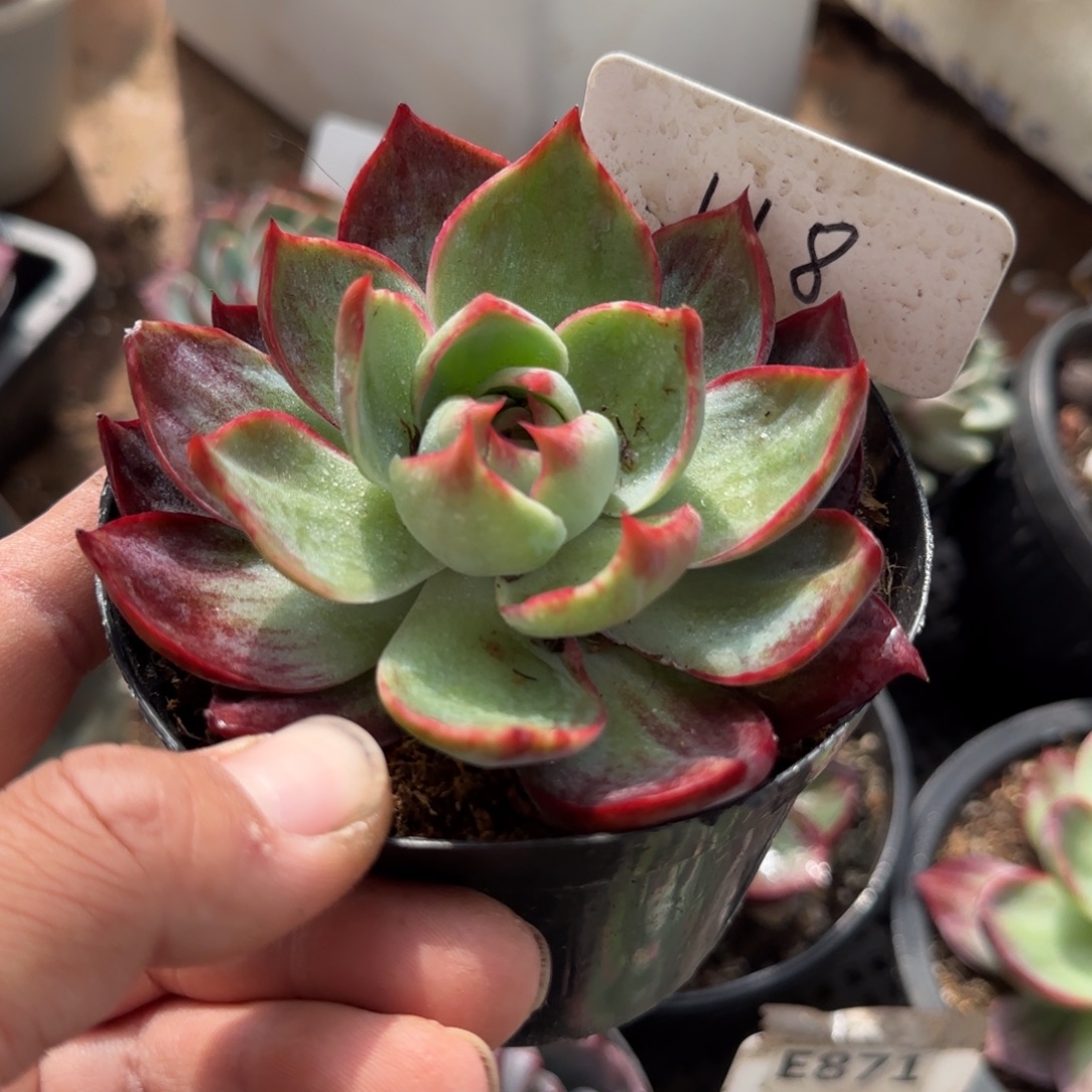 惊鸿一物一拍包装收缩花旱118