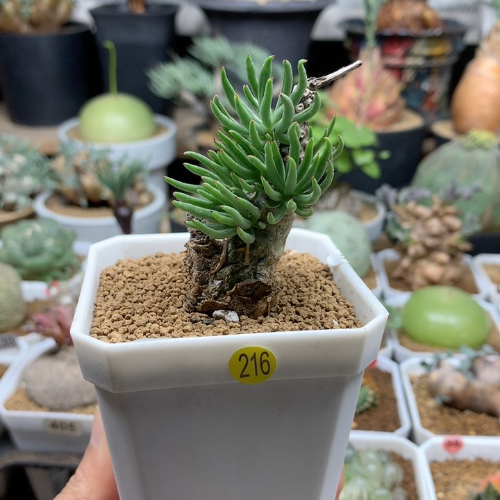 产地白象奇峰锦脱土216