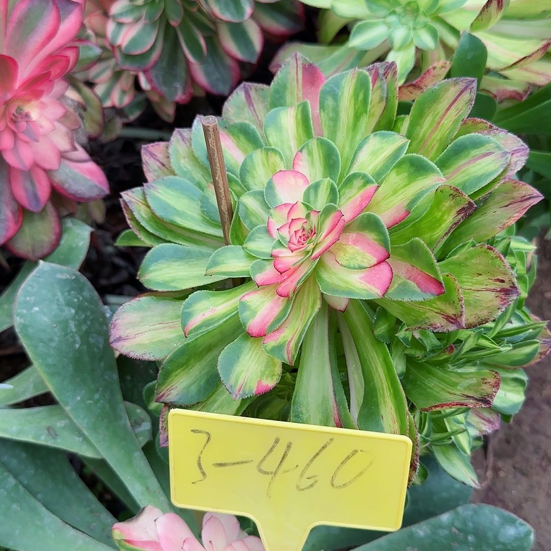 3-460+--多头多肉植物