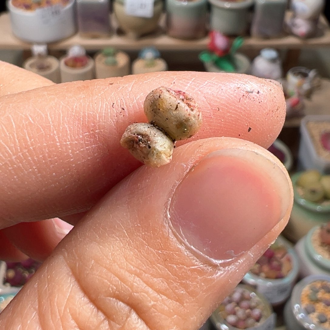 多肉植物230号斑马