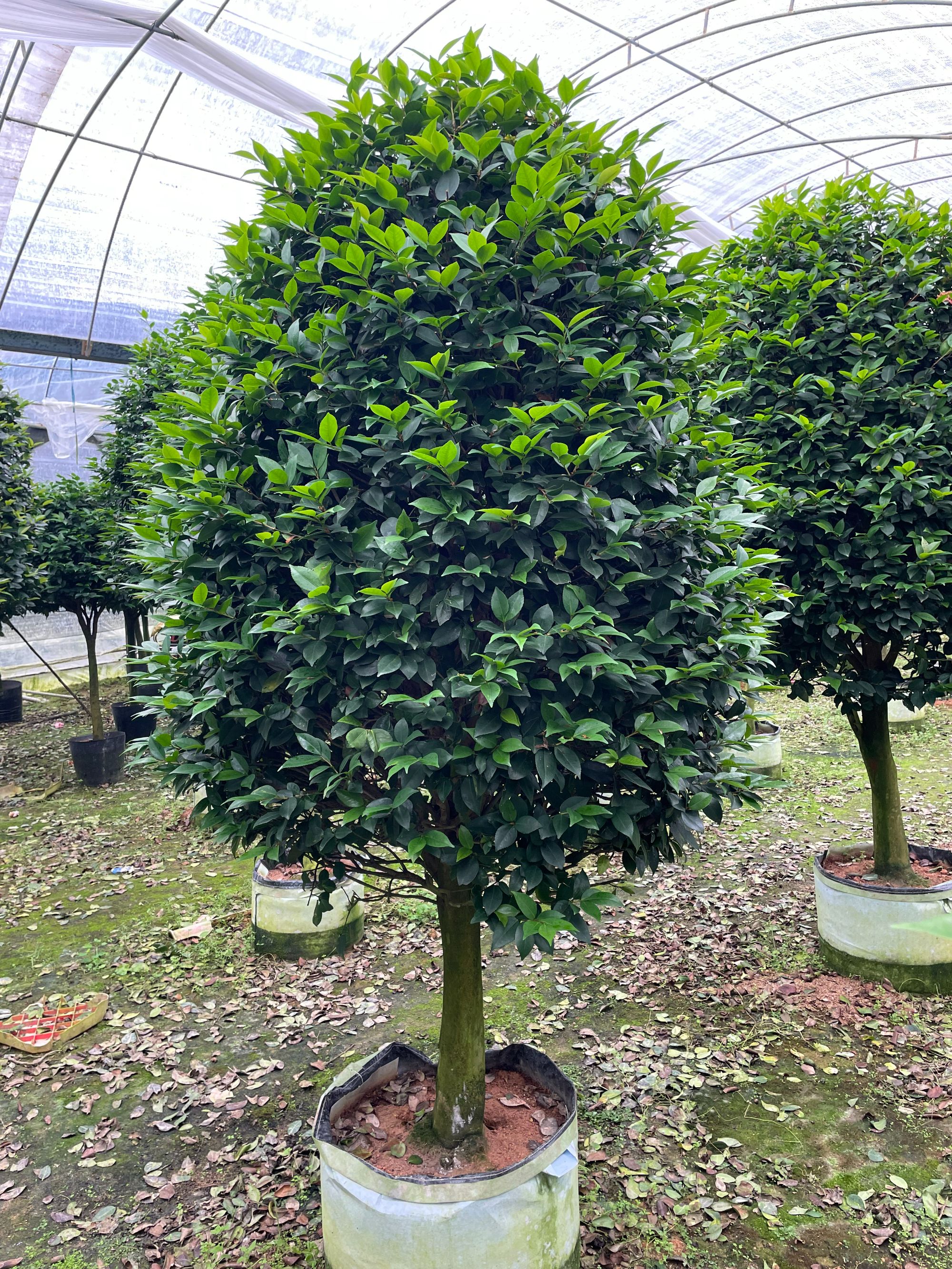 一物一拍香妃五色红赤丹十八学士山茶花庭院美化绿植花卉别墅