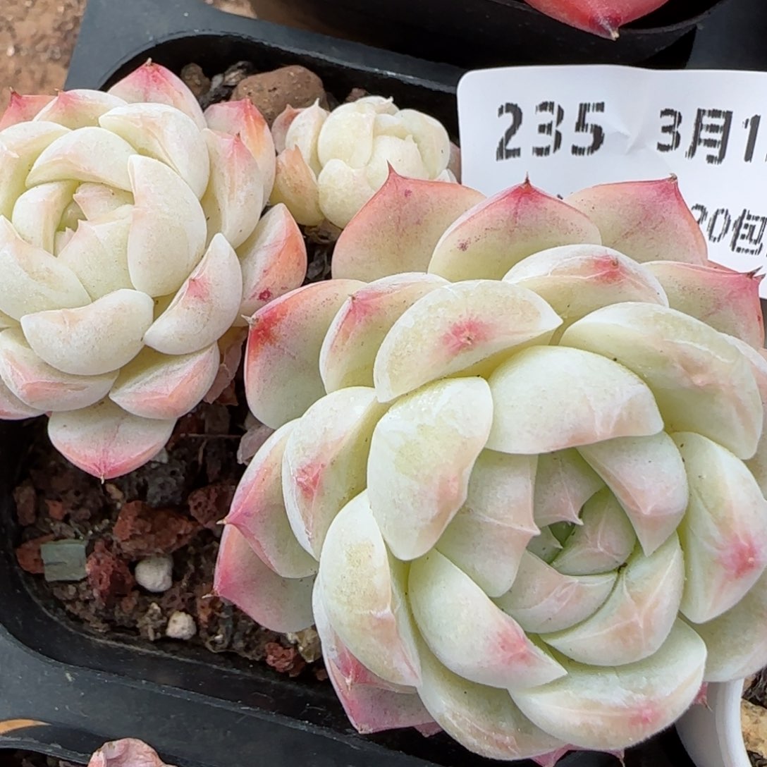 花语逸镜0313-235