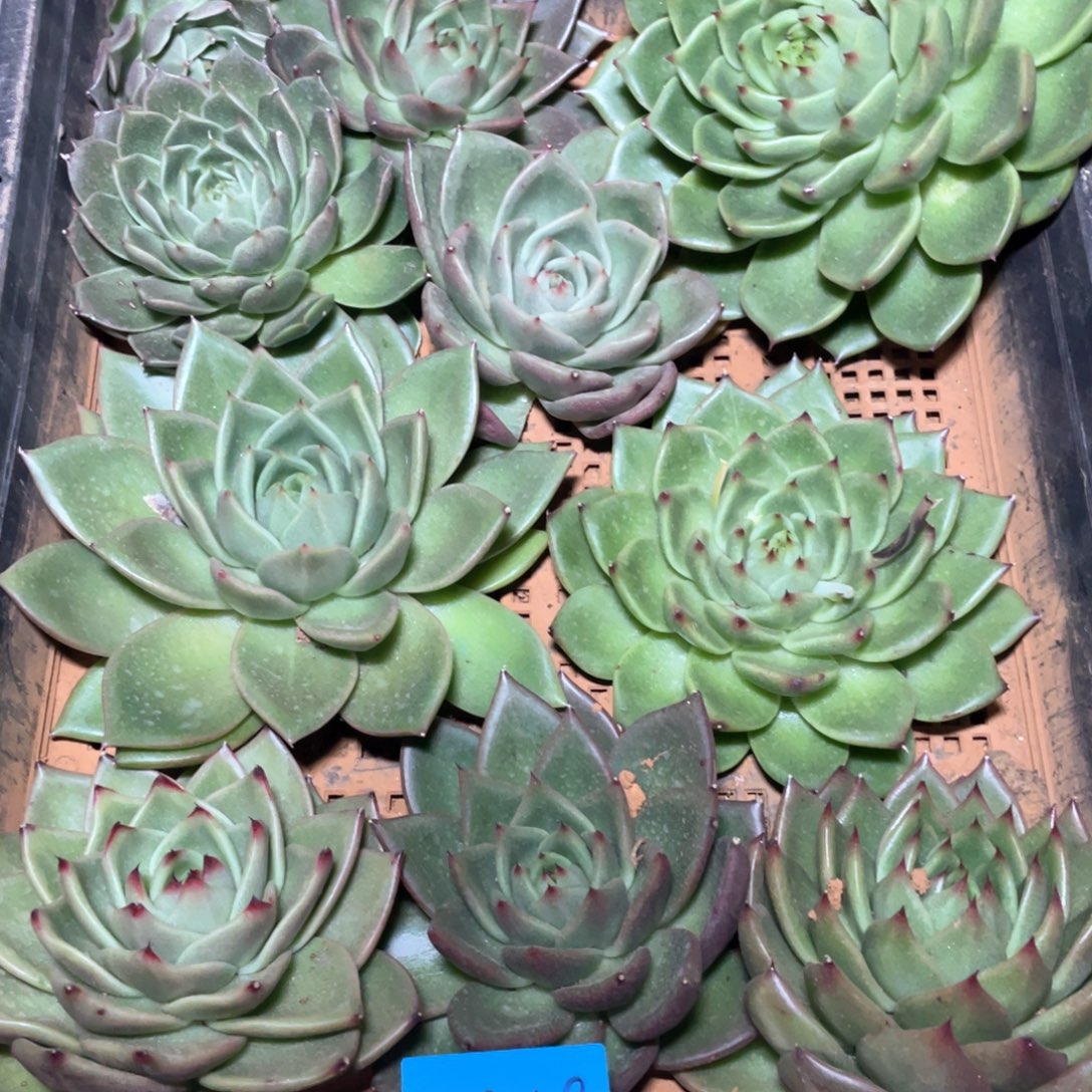 一筐特价福利不售后0429