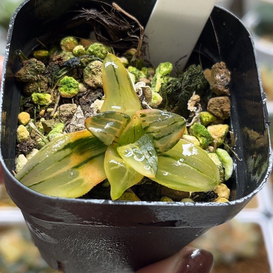 21红纹寿锦（根不好介意勿拍）福利专场