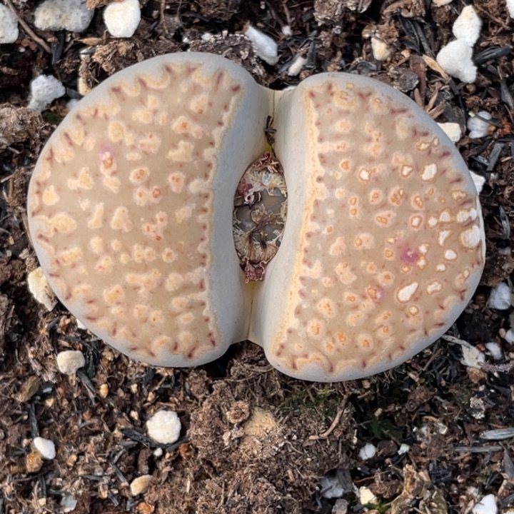 非偏远满20包邮662