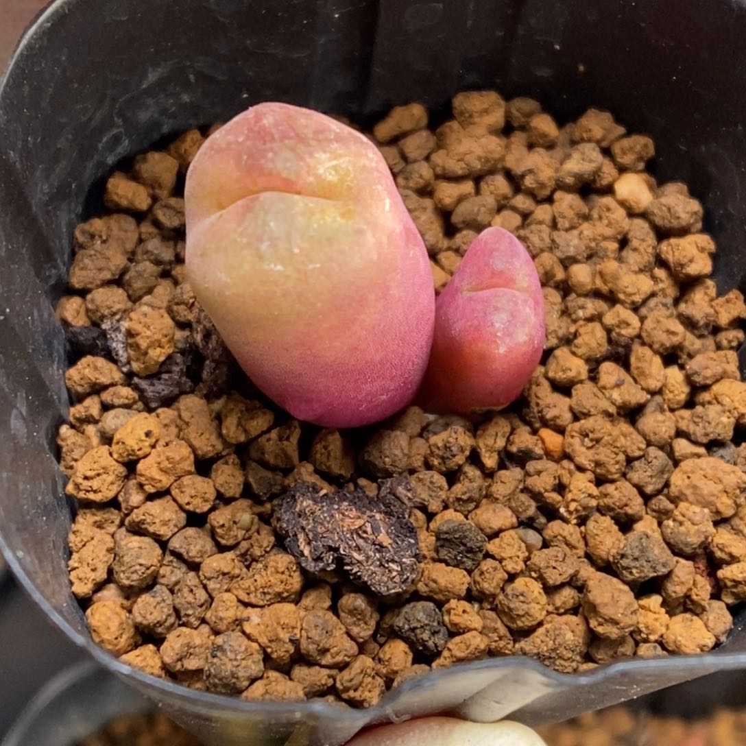 多肉植物肉锥杂交K-973