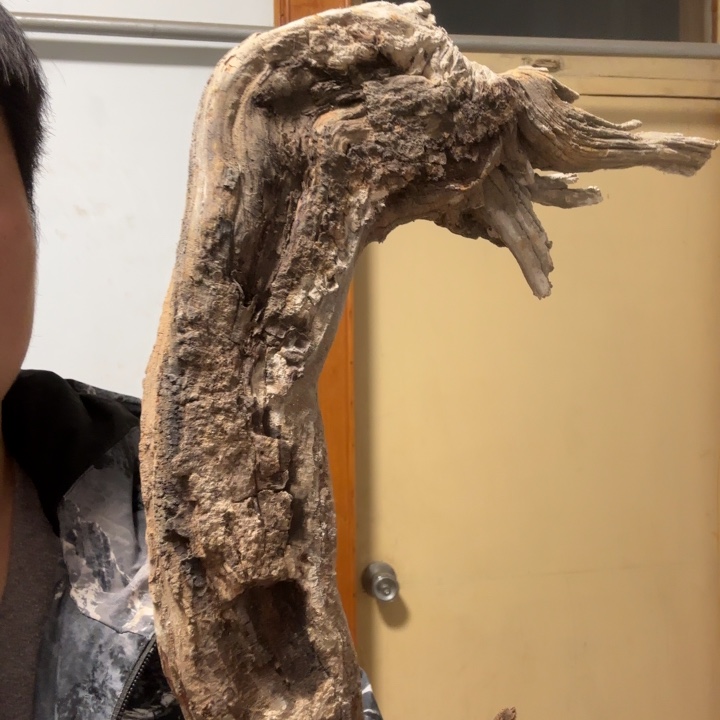 飞***风木太行崖柏太行崖柏