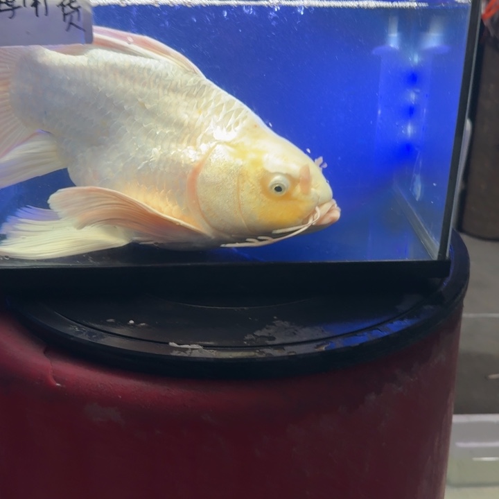 T***y海水鱼蝴蝶鲤368元