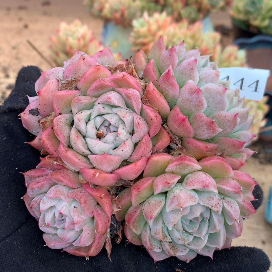 5444杂交多肉老桩