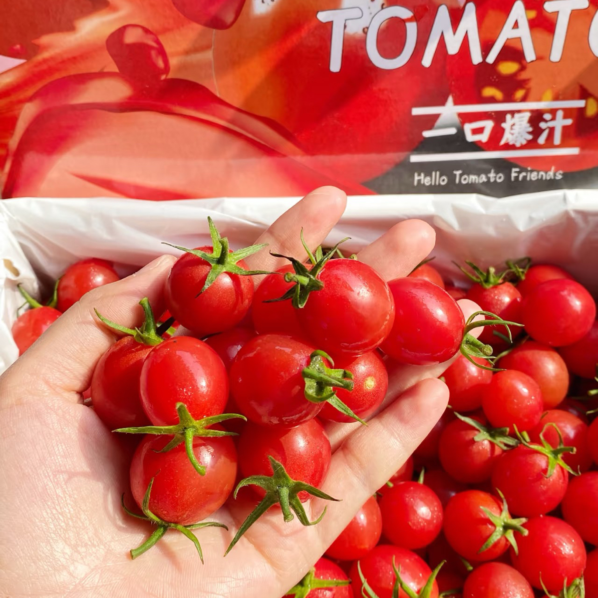 【1斤一盒 玲珑千禧小番茄】纯甜 一口爆汁，颗颗饱满千禧圣女果海南省
