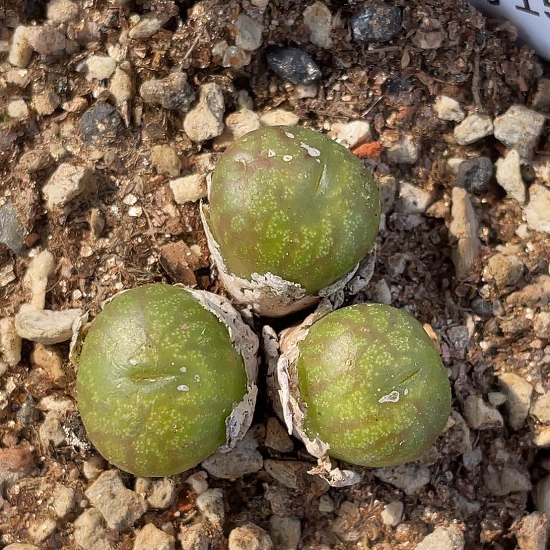 15-96送奶杂多肉植物